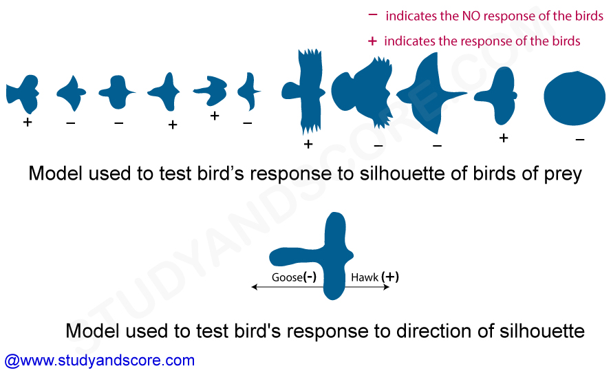 Learning-and-conditioning-Birds-response-to-silhouette